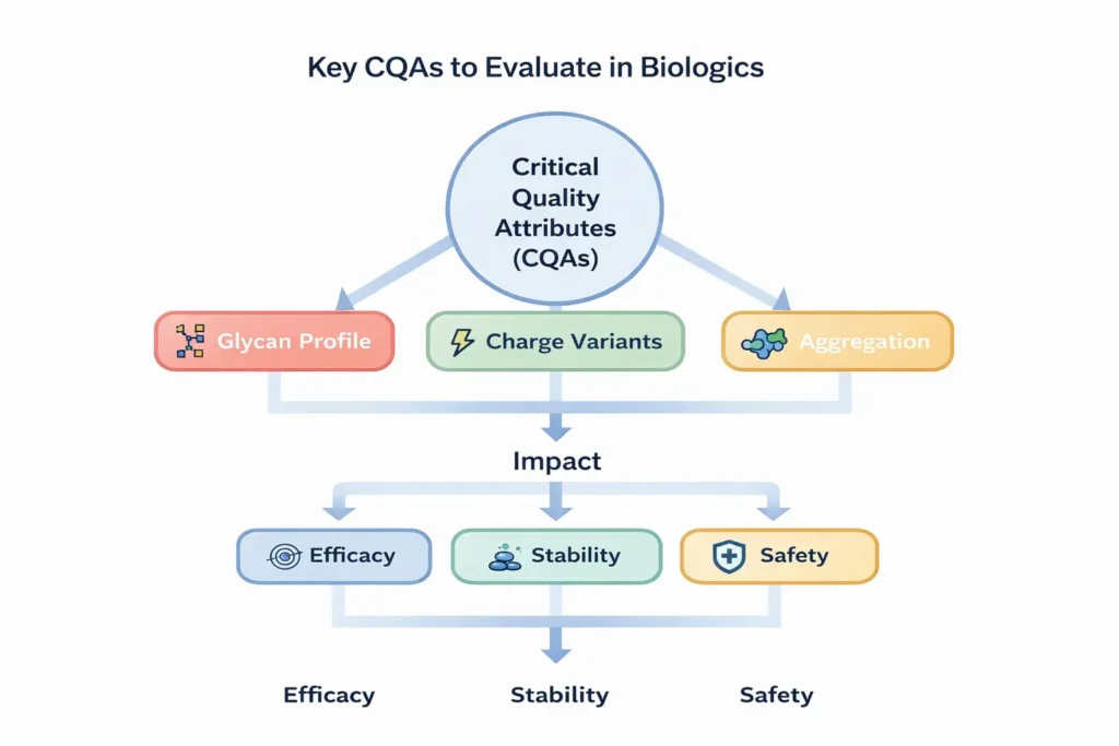 critical quality attributes in biologics showing glycan profile charge variants and aggregation impact on efficacy stability and safety