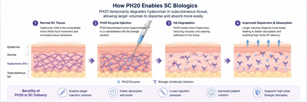 How PH20 supports SC conversion in biologics by improving subcutaneous dispersion and enabling larger injection volumes